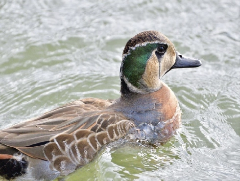 Baikal Teal